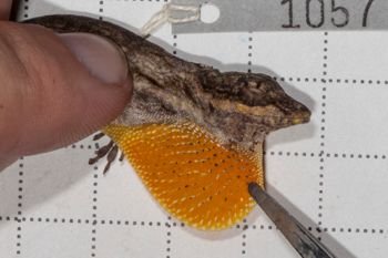 Media type: image;   Herpetology R-190591